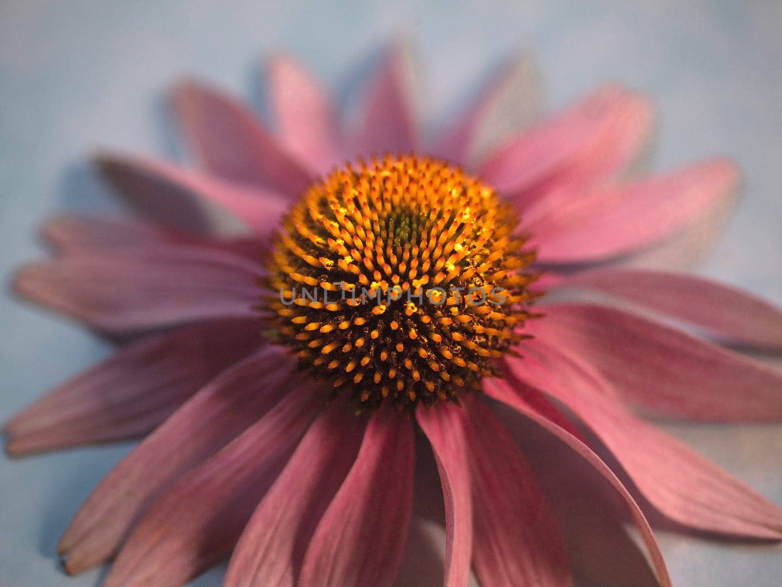 A closeup of the purple coneflower in bloom