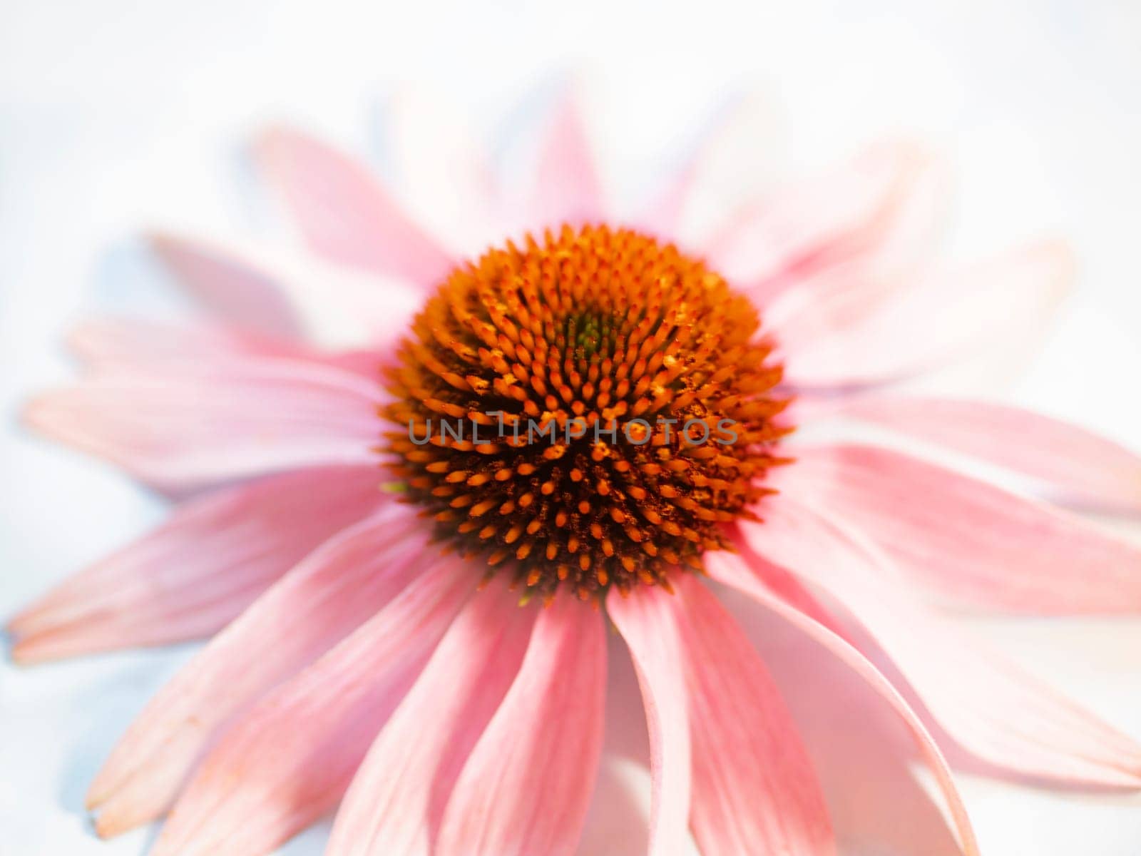 A closeup of the purple coneflower in bloom