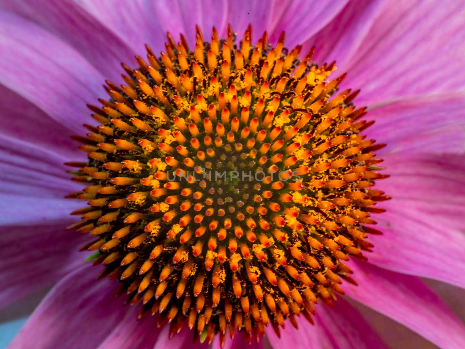 A closeup of the purple coneflower in bloom