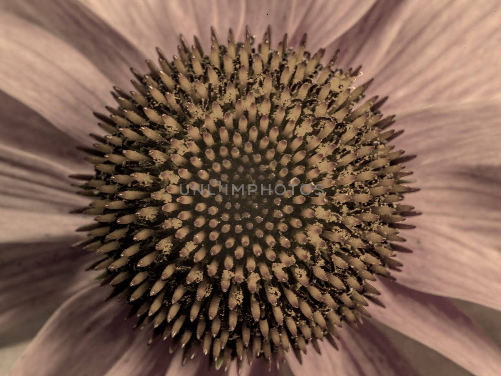 A closeup of the purple coneflower in bloom and in sepia tone.