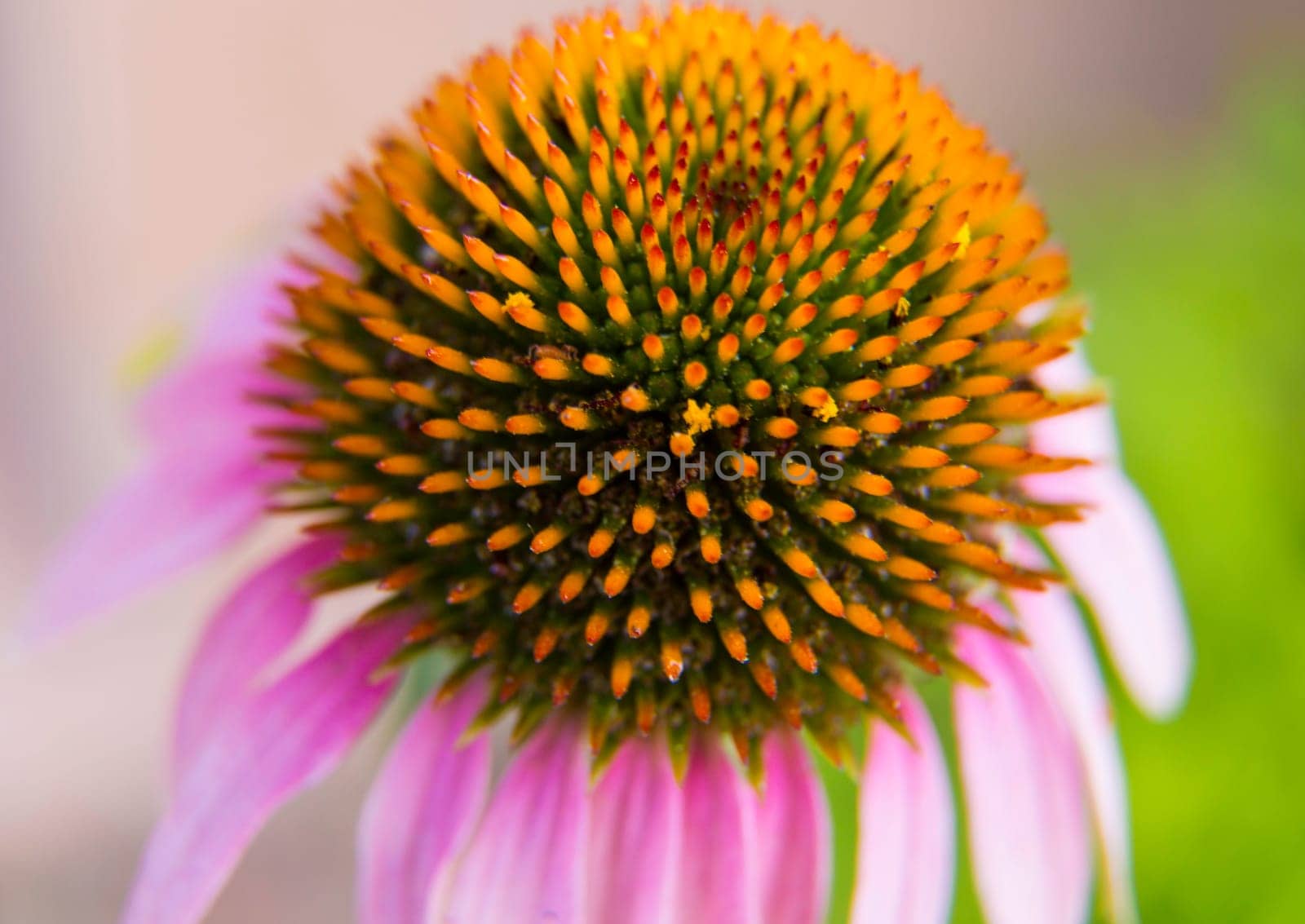 A macro shot of the Purple Coneflower