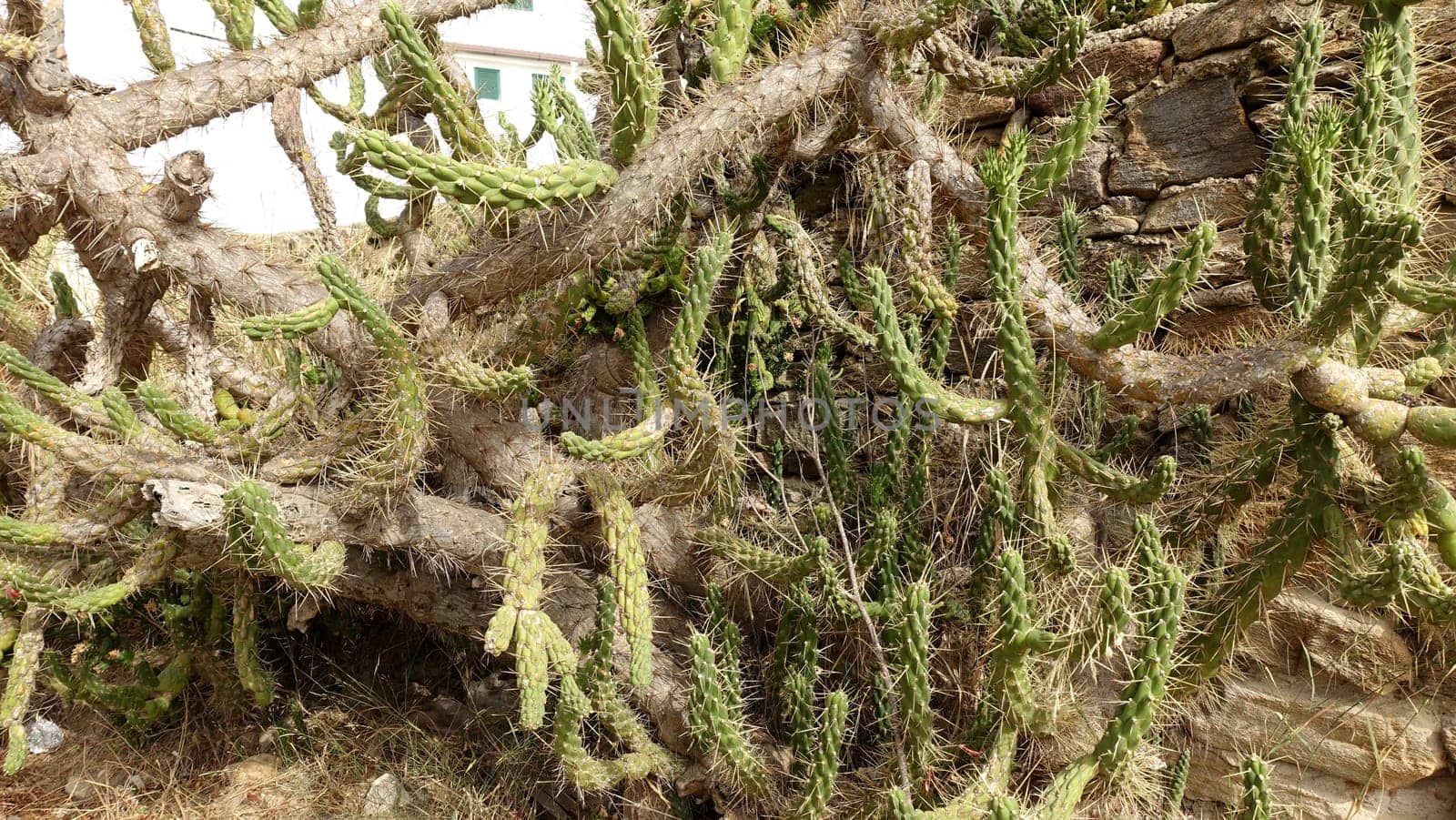 Cactus plants in full bloom along a wall of an old house during a warm summer morning.