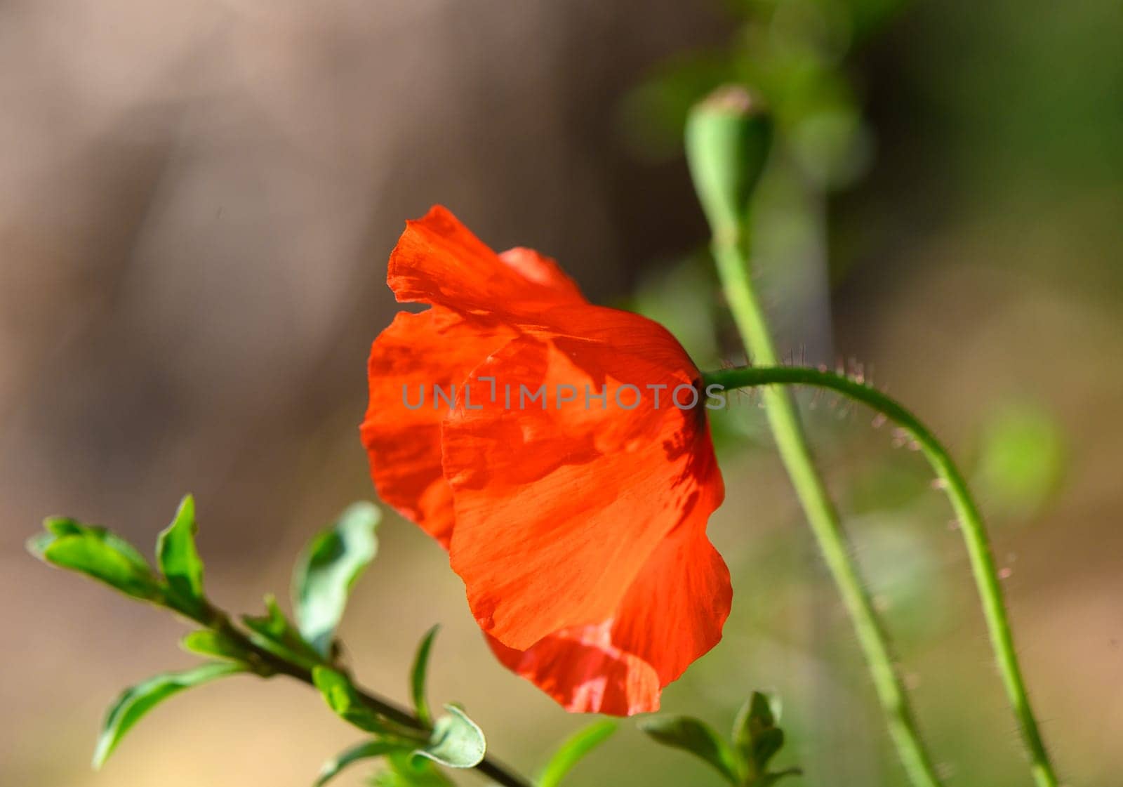 Open bud of red poppy flower in the field 3