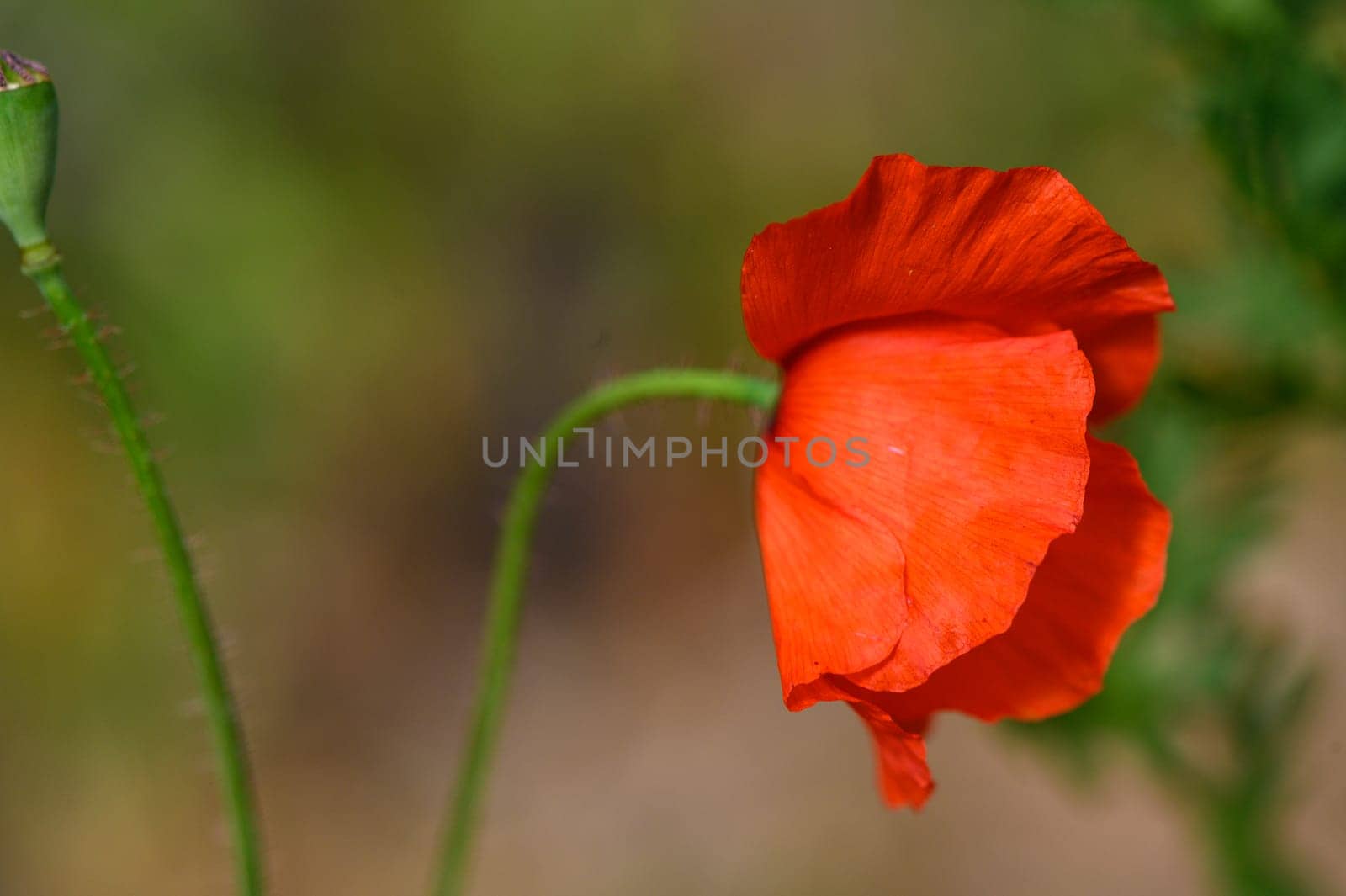 Open bud of red poppy flower in the field 4