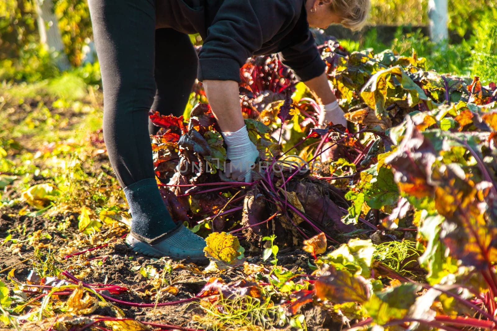 Beet harvest in the garden. Selective focus. Food.