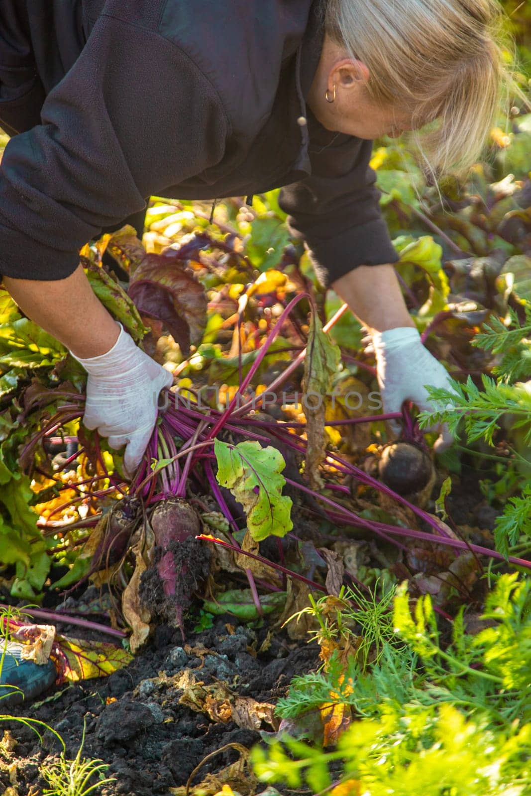 Beet harvest in the garden. Selective focus. Food.