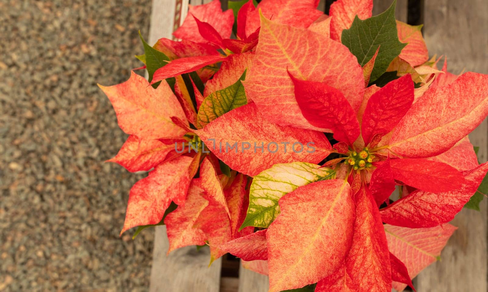 Poinsettia Early Monet Twilight. Christmas Flower. Beautiful Euphorbia Pulcherrima, Top View, Copy Space Horizontal. Yellow Red Plant Flowers with Dark Green Foliage. Flora, Botany, Gardening.