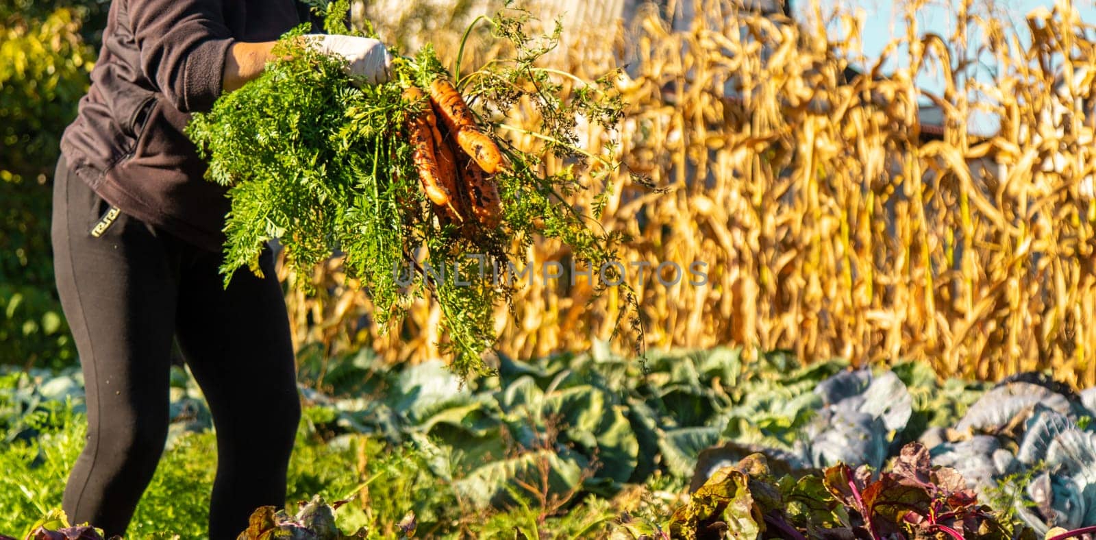 Carrot harvest in the garden. Selective focus. by yanadjana