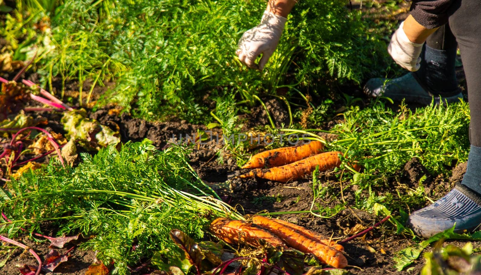 Carrot harvest in the garden. Selective focus. by yanadjana