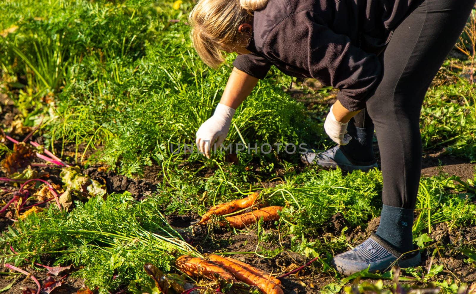 Carrot harvest in the garden. Selective focus. Food.