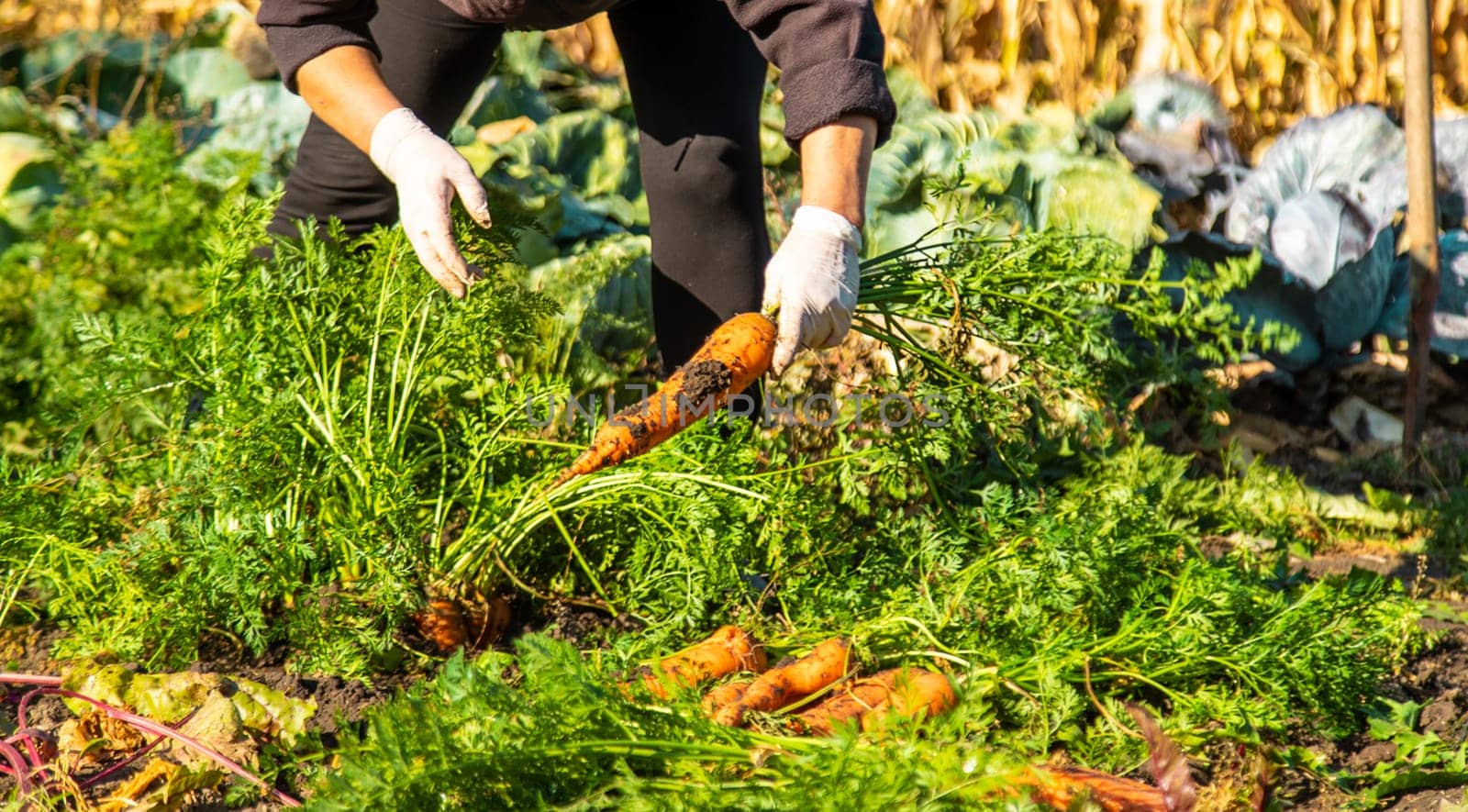 Carrot harvest in the garden. Selective focus. Food.