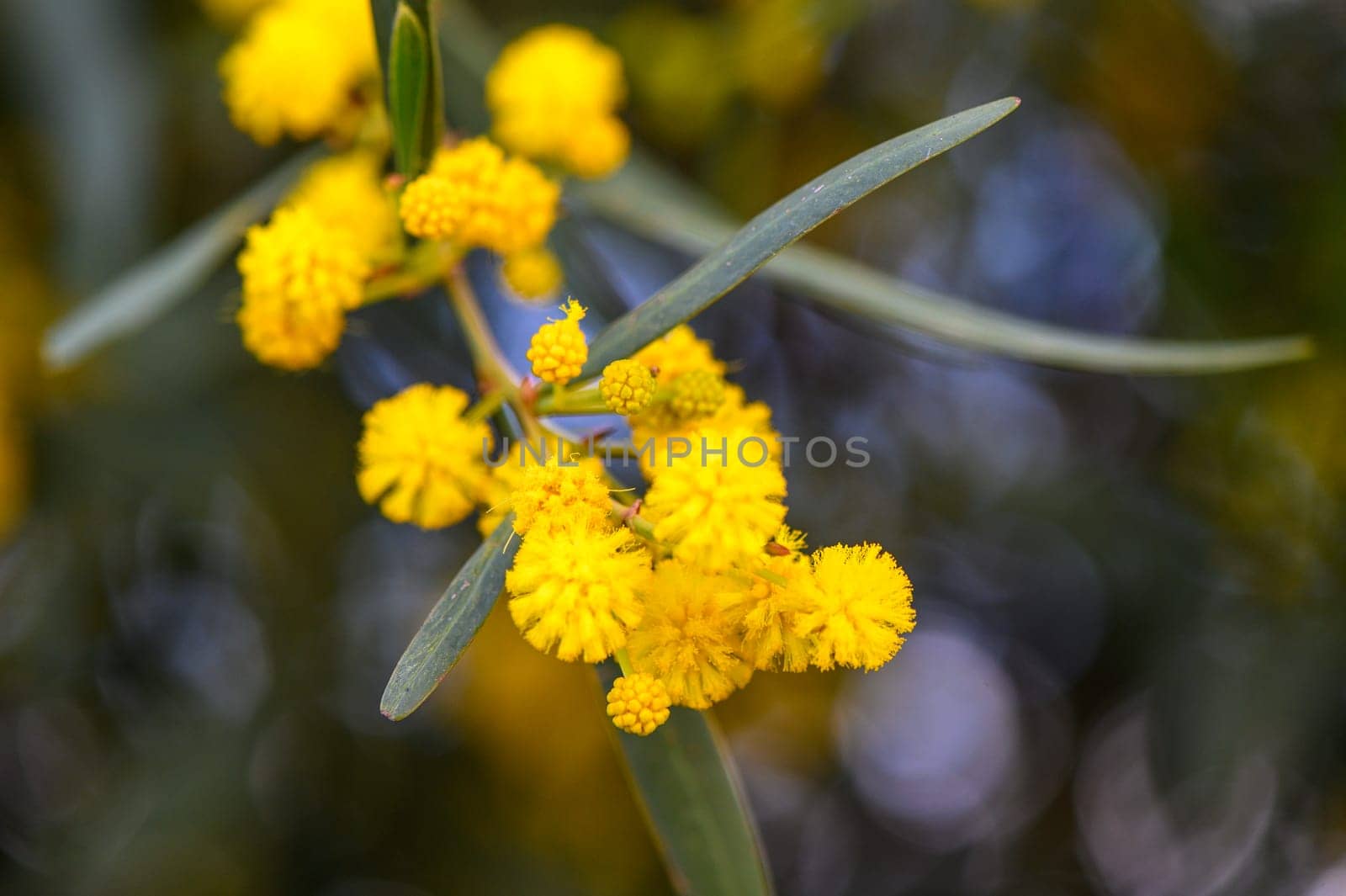 Beautiful bright yellow hairy mimosa flowers close-up. Blooming mimosa tree in early spring waves on wind. Sunny spring day 6