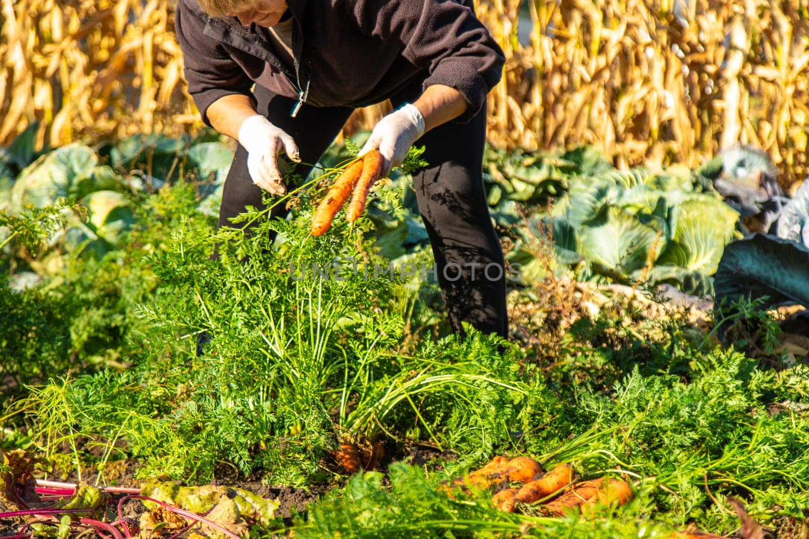 Carrot harvest in the garden. Selective focus. by yanadjana