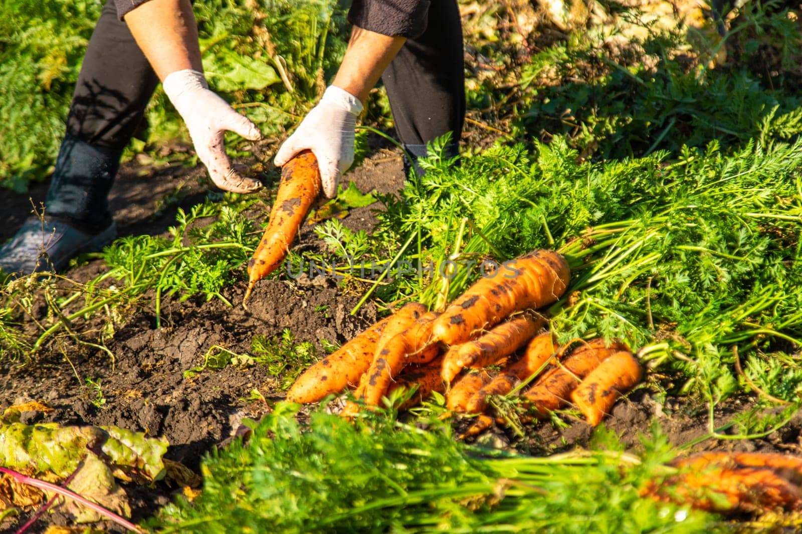 Carrot harvest in the garden. Selective focus. by yanadjana