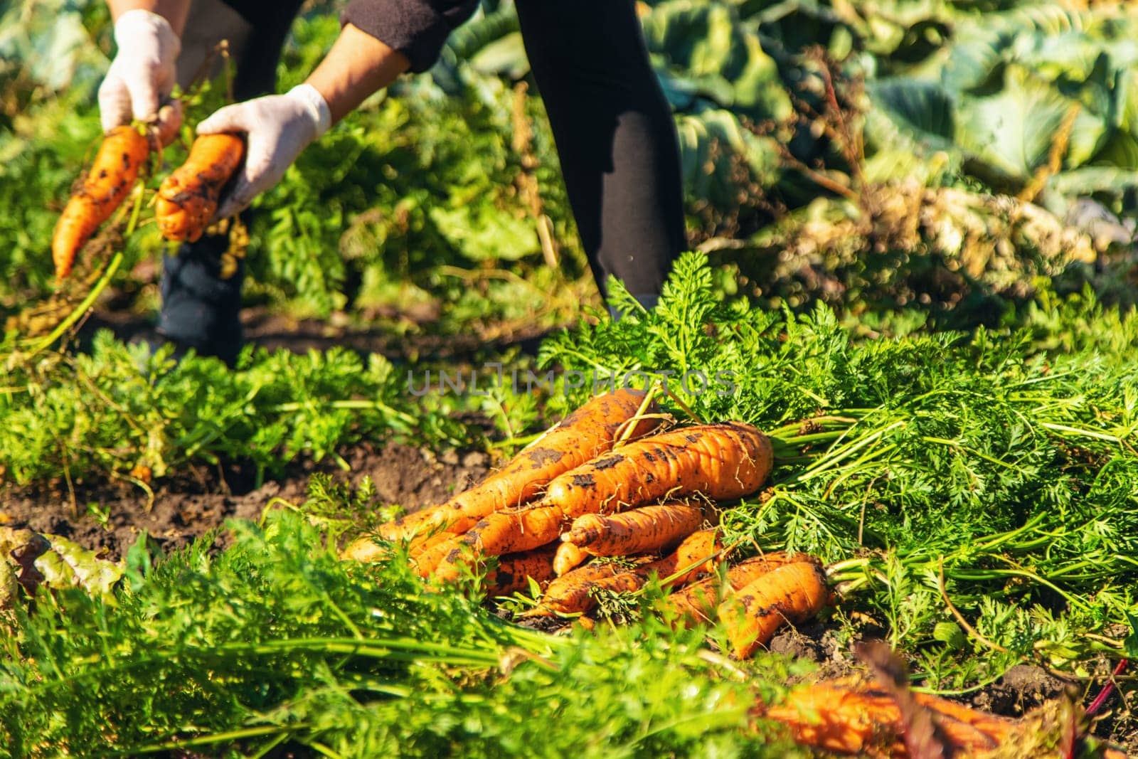 Carrot harvest in the garden. Selective focus. Food.