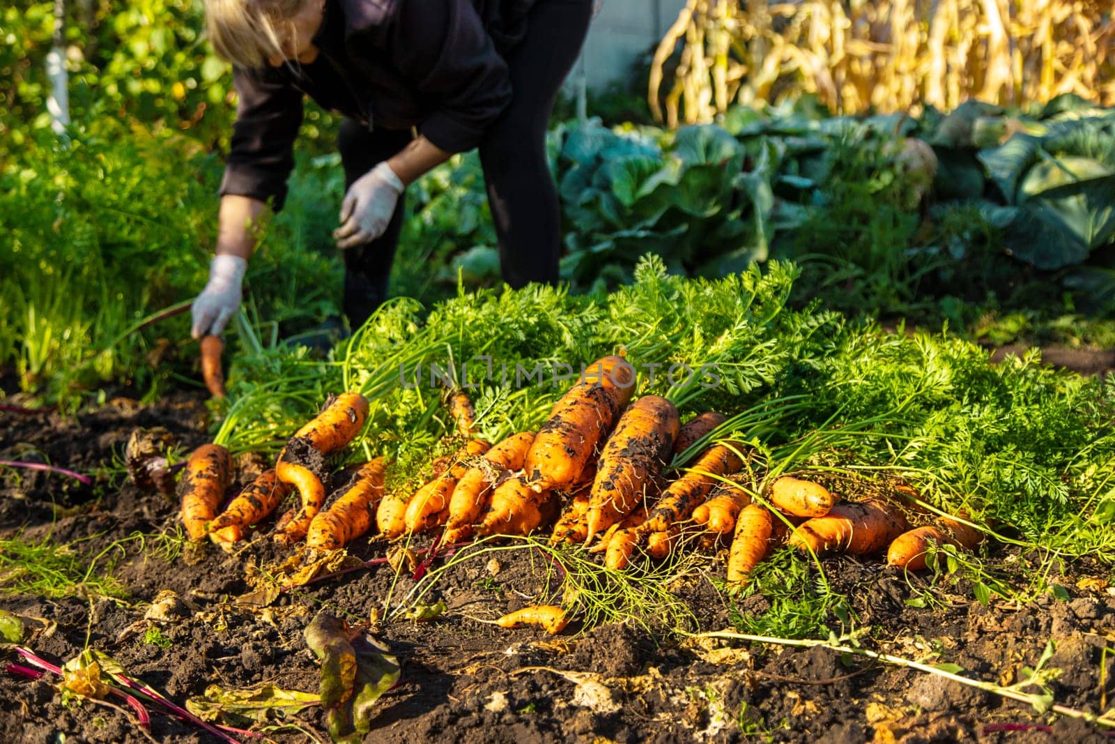 Carrot harvest in the garden. Selective focus. Food.