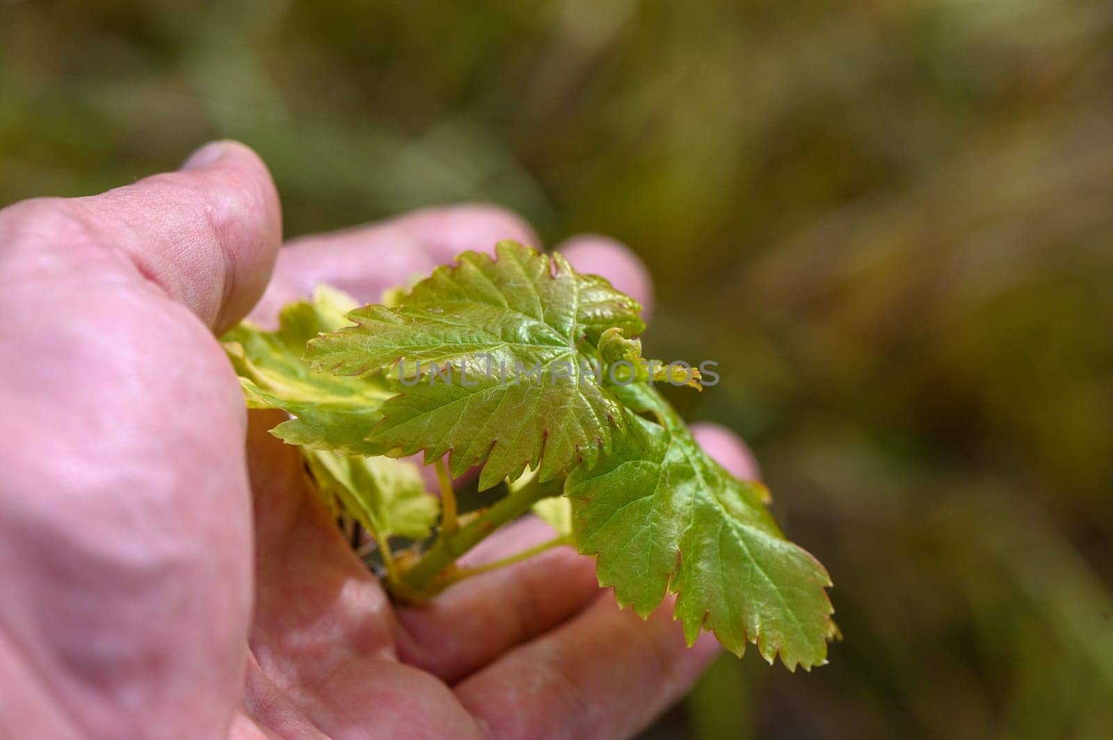 Fresh green grape leaves in the sunlight close up 2