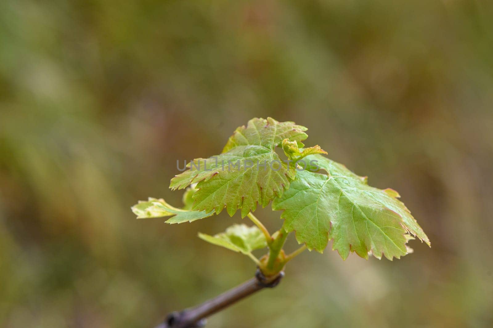 Fresh green grape leaves in the sunlight close up 1