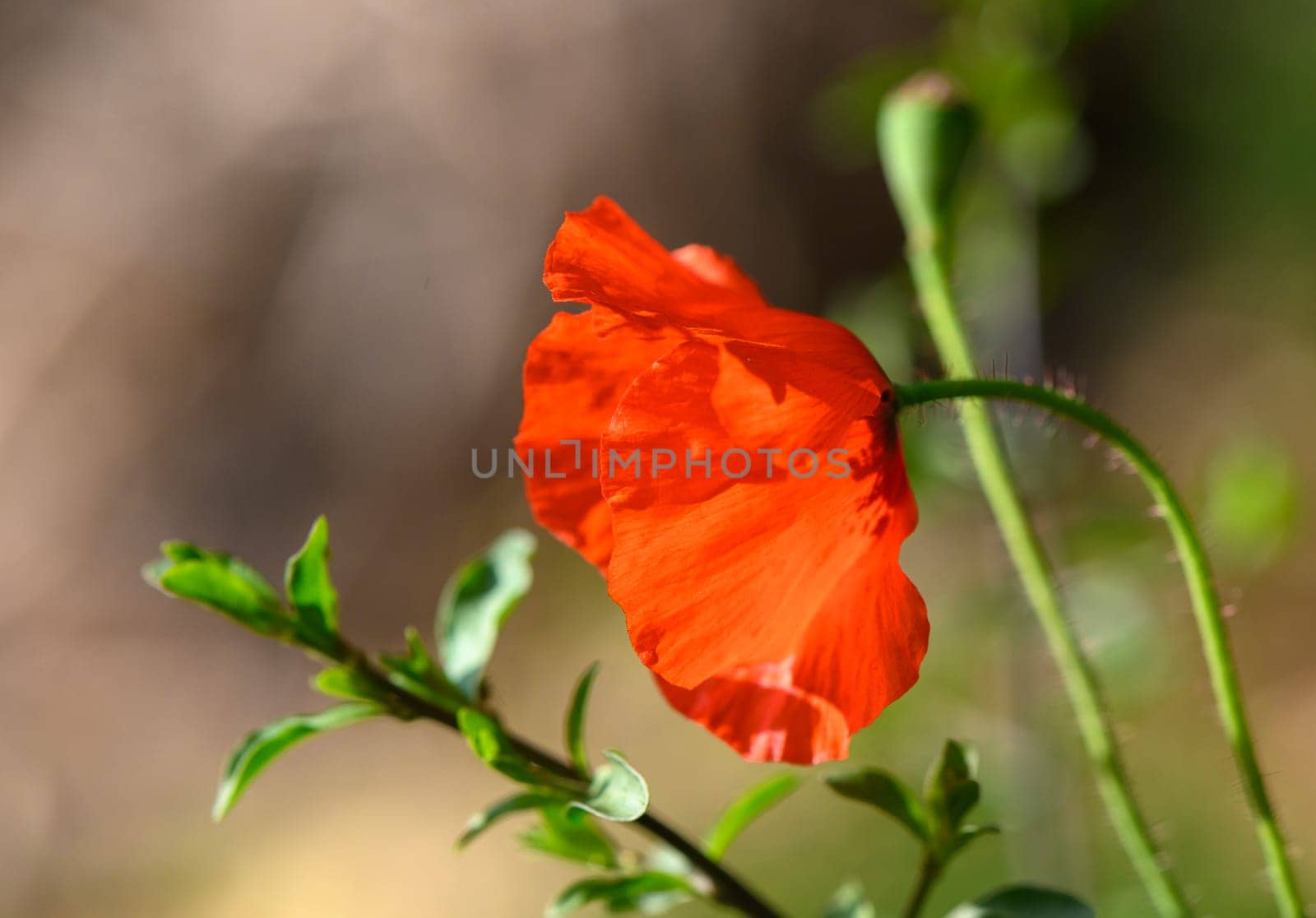 Close-up of a red poppy flower during the day 4