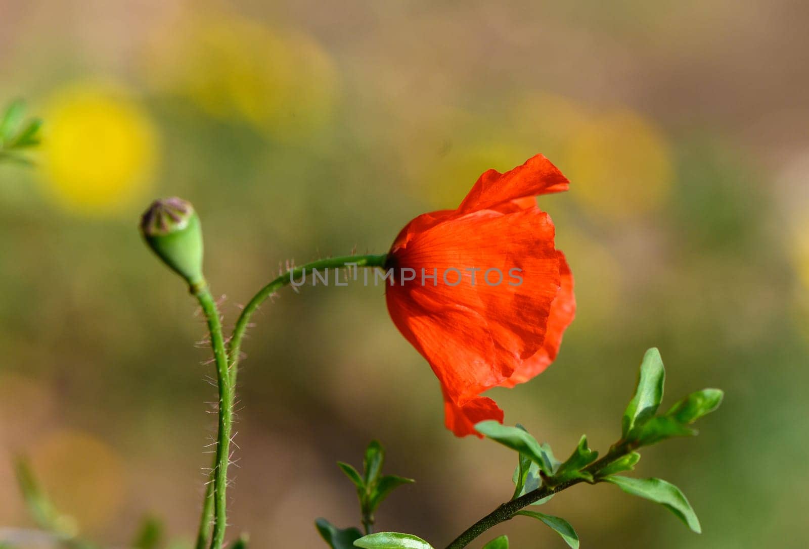 Close-up of a red poppy flower during the day 3