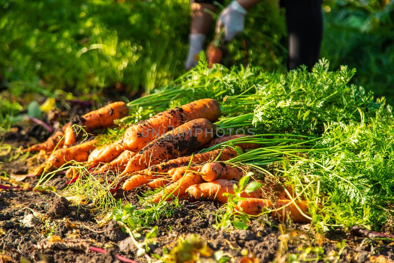 Carrot harvest in the garden. Selective focus. by yanadjana