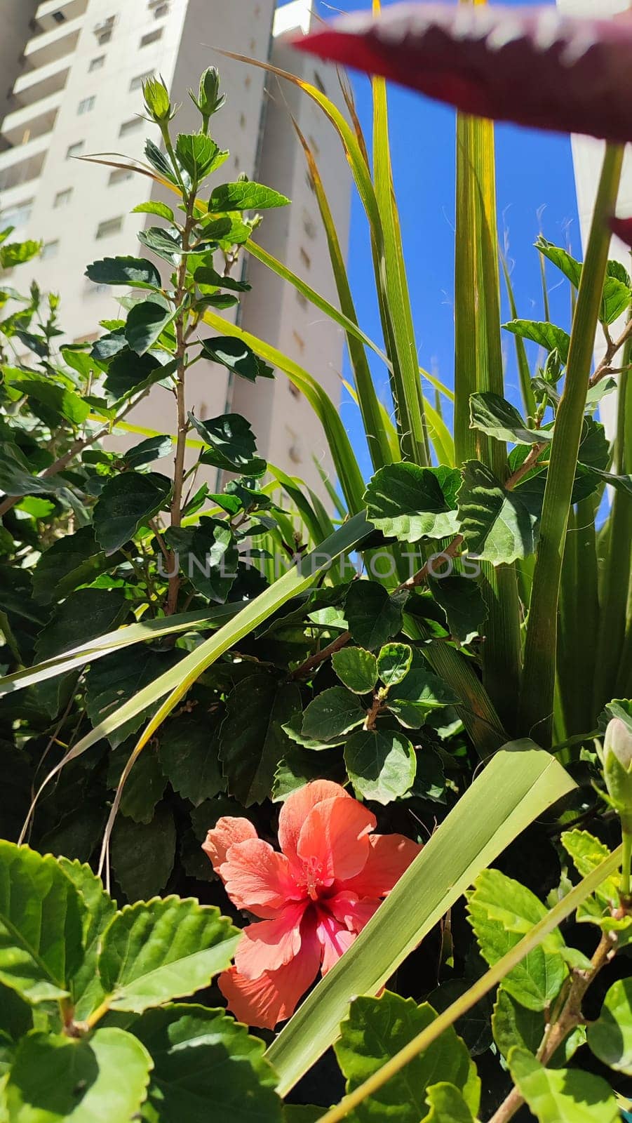 beautiful pink flower flora botany plant. High quality photo