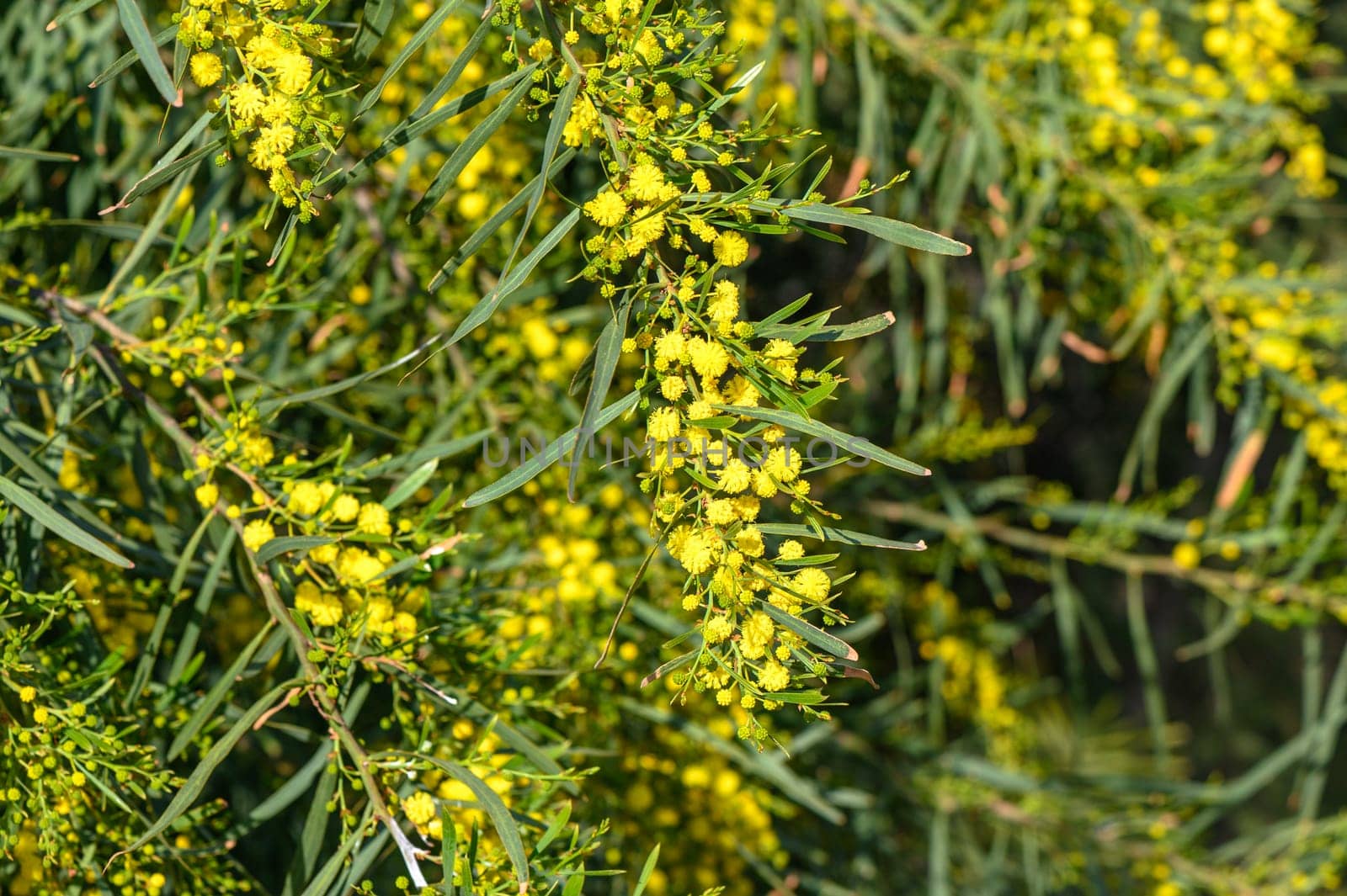 Beautiful bright yellow hairy mimosa flowers close-up. Blooming mimosa tree in early spring waves on wind. Sunny spring day 4