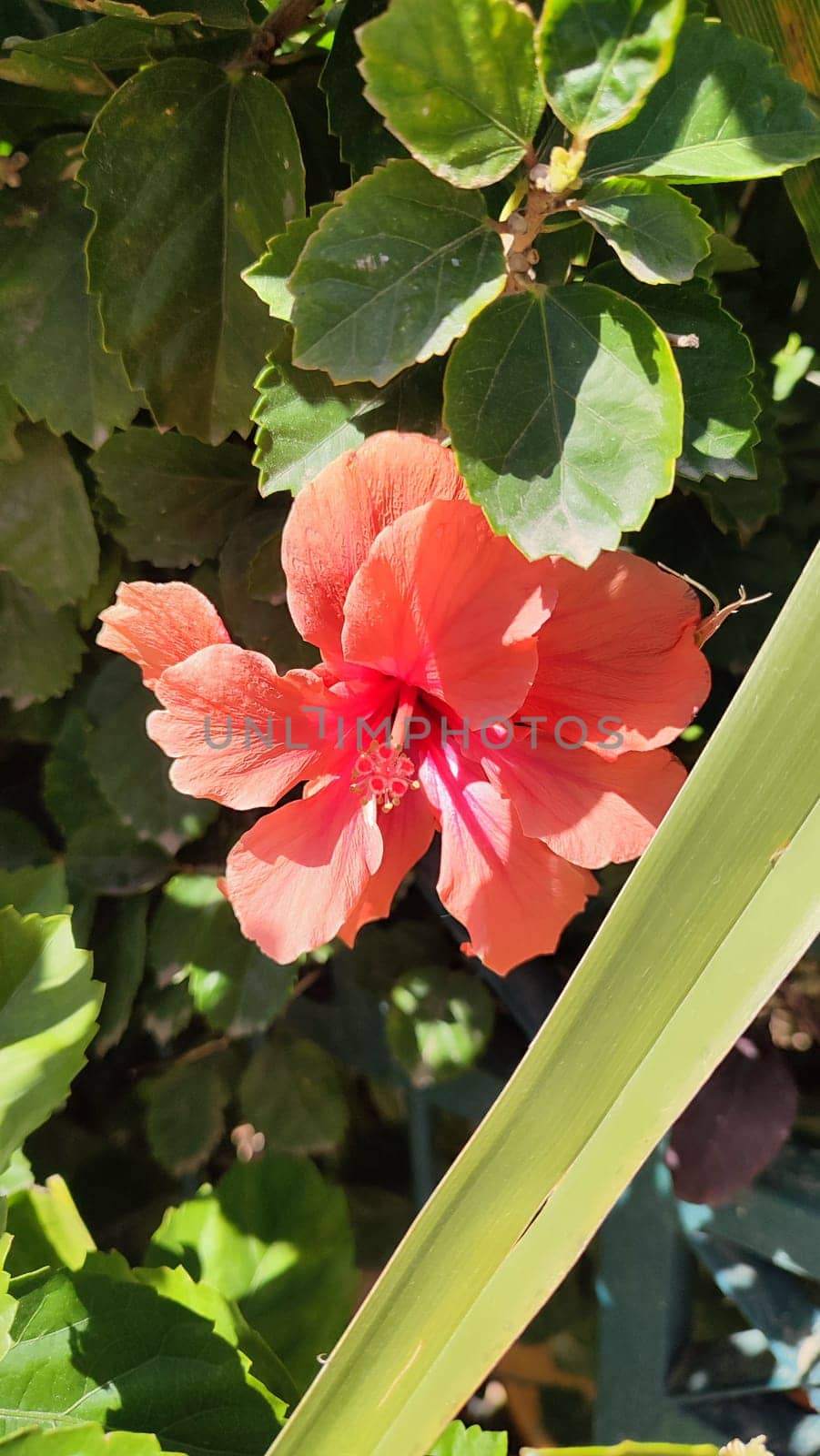 beautiful pink flower flora botany plant. High quality photo