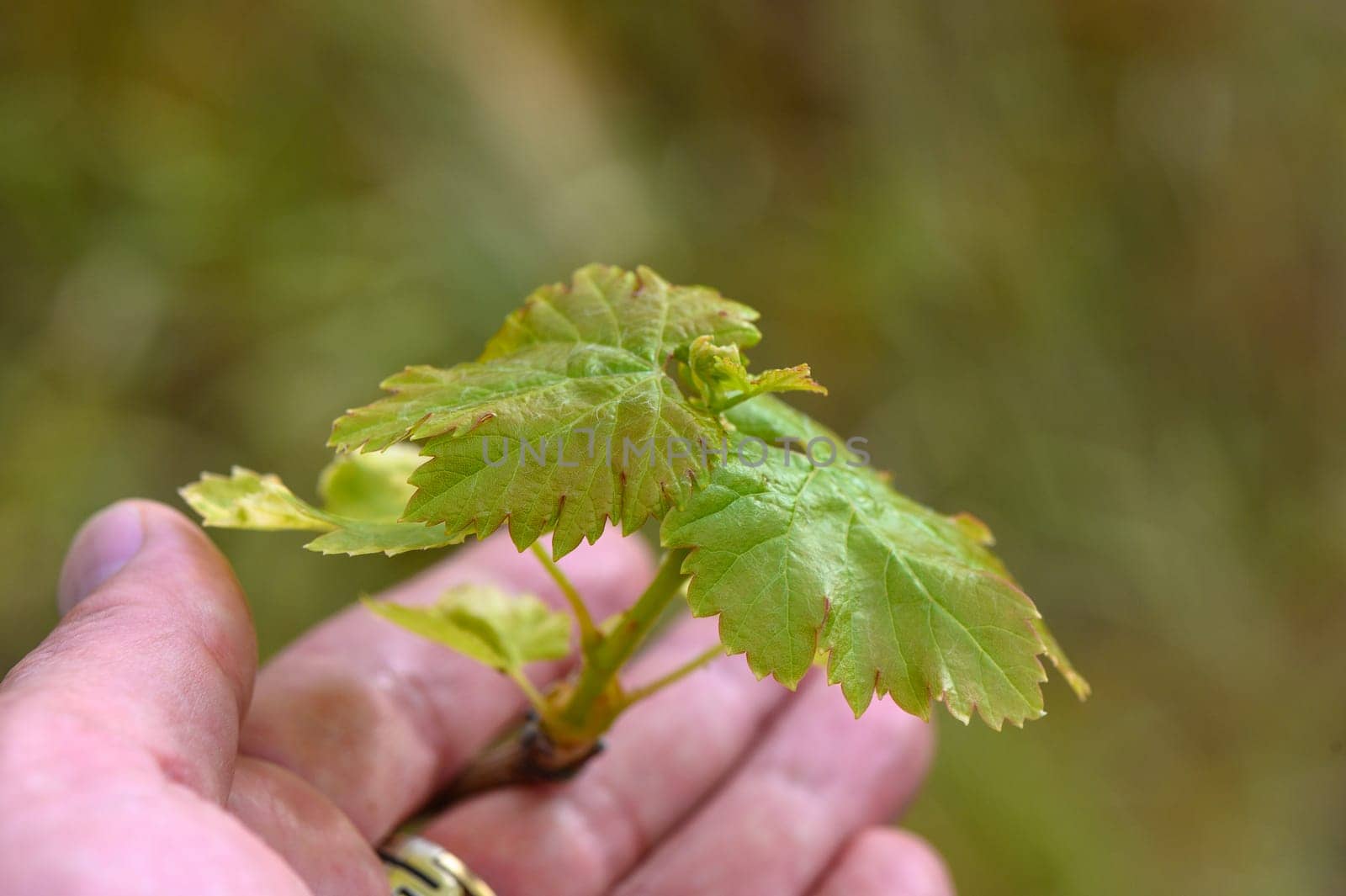 Fresh green grape leaves in the sunlight close up