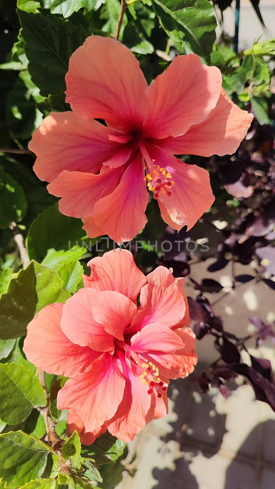 beautiful pink flower flora botany plant. High quality photo