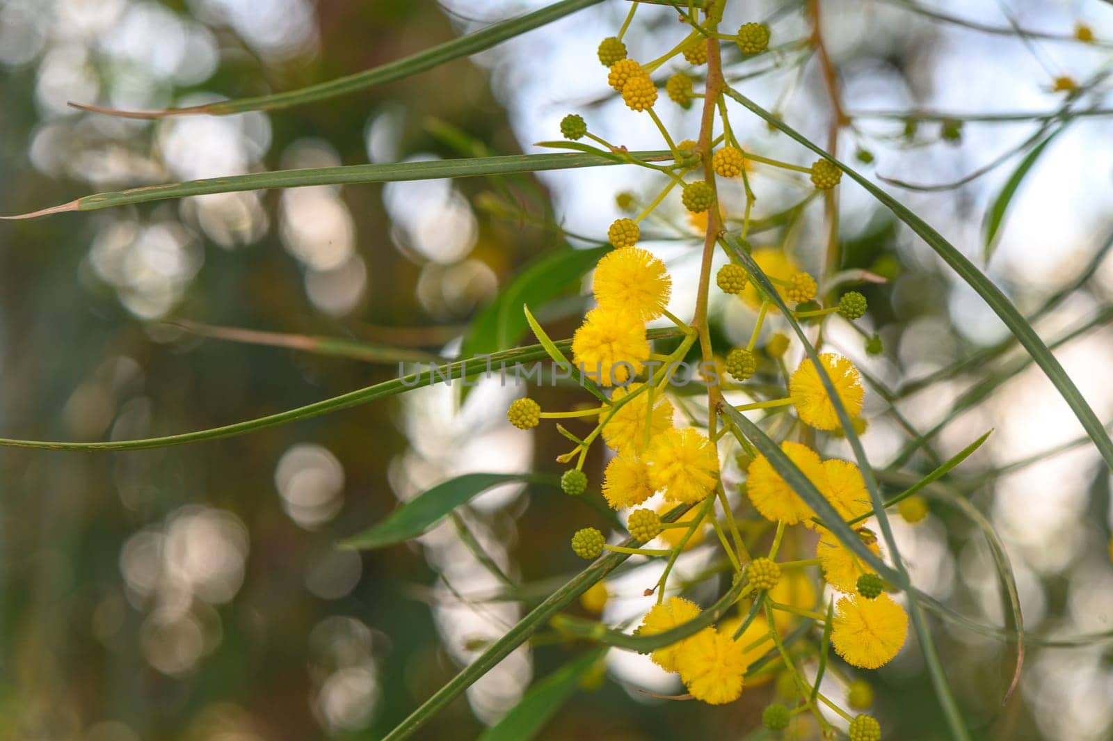 Yellow mimosa flowers. Close up. Spring, Womens day, Easter greeting card. Nature background 9