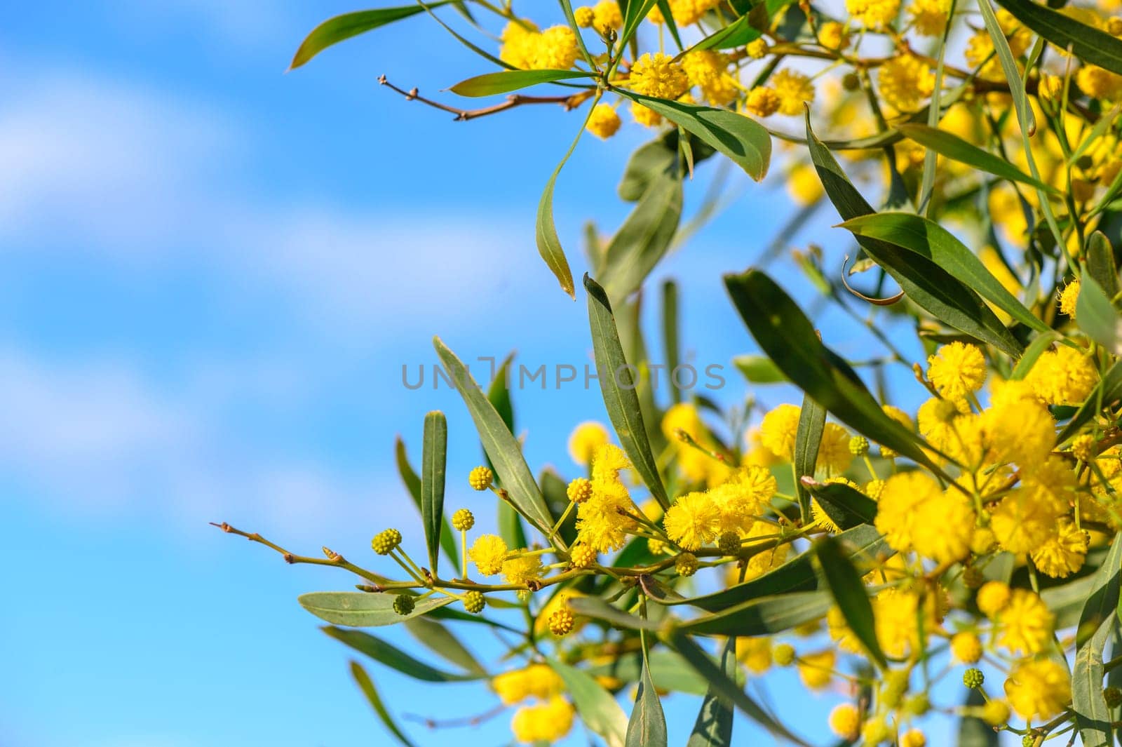 Yellow mimosa flowers. Close up. Spring, Womens day, Easter greeting card. Nature background 8