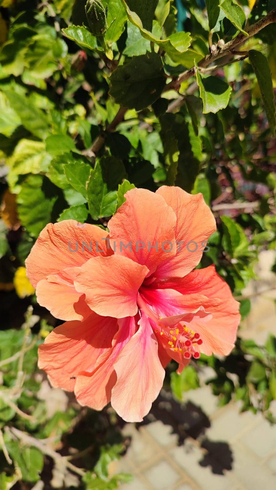 beautiful pink flower flora botany plant. High quality photo