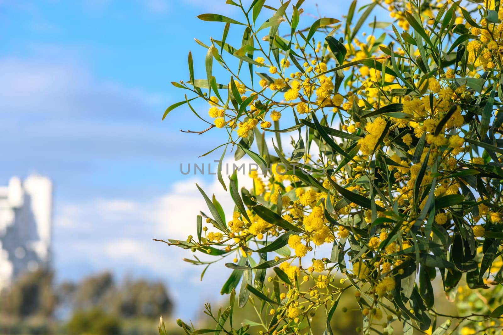 Yellow mimosa flowers. Close up. Spring, Womens day, Easter greeting card. Nature background 6