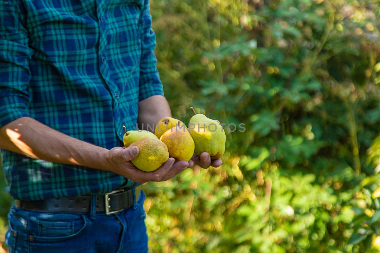 Pear harvest in the garden. Selective focus. by yanadjana