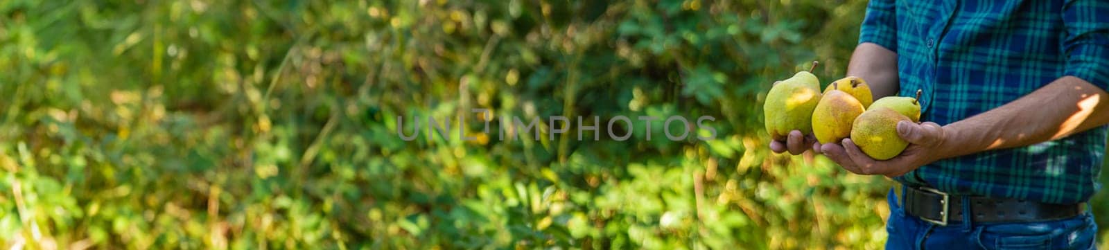 Pear harvest in the garden. Selective focus. Food.