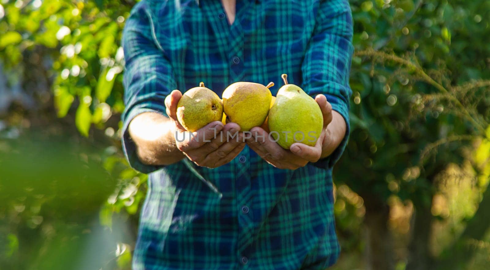 Pear harvest in the garden. Selective focus. Food.