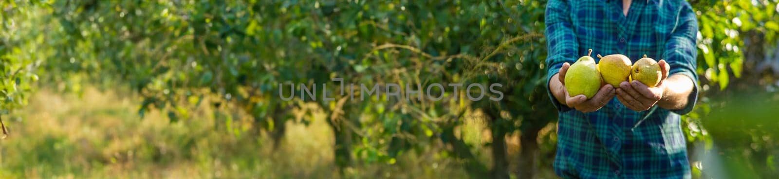 Pear harvest in the garden. Selective focus. by yanadjana