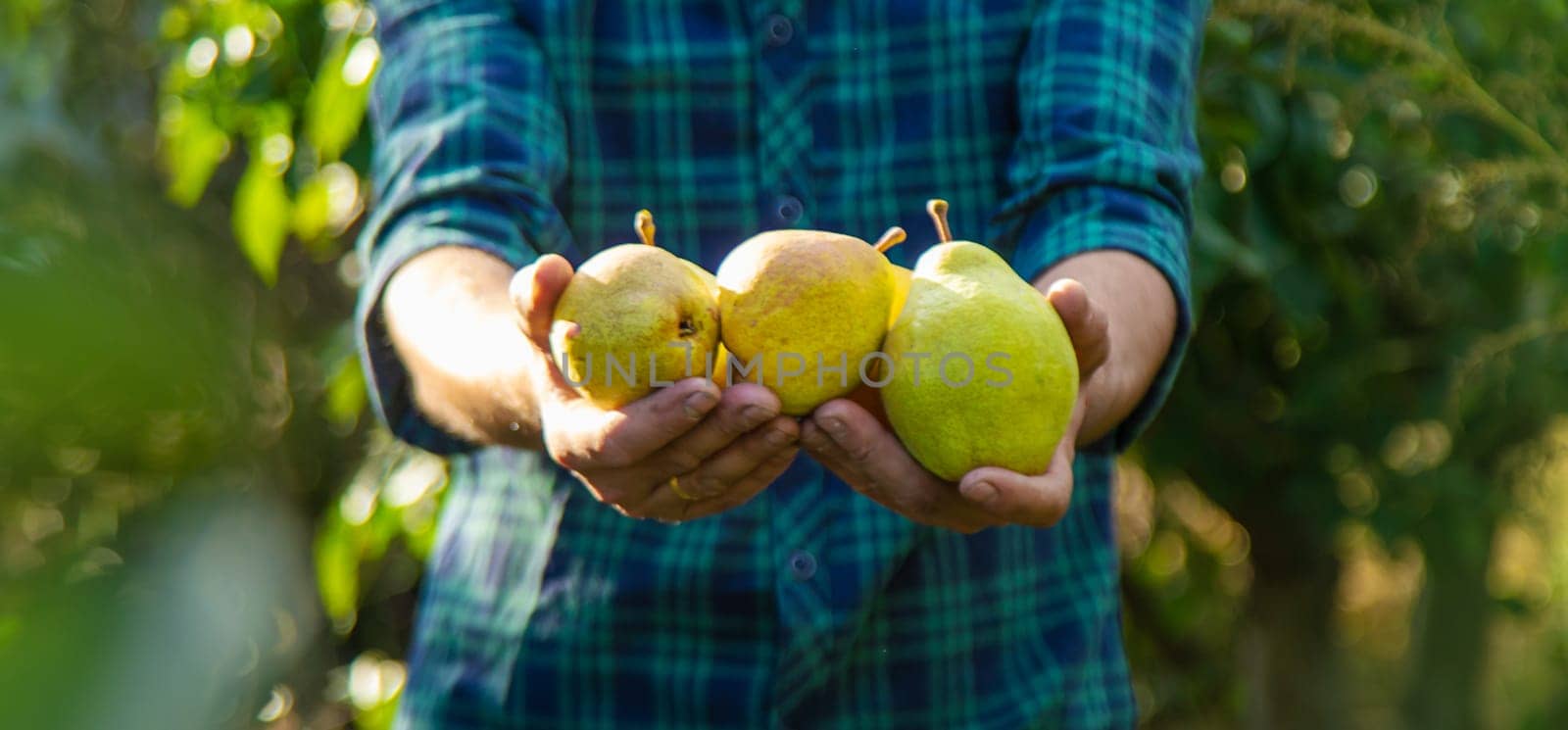 Pear harvest in the garden. Selective focus. by yanadjana