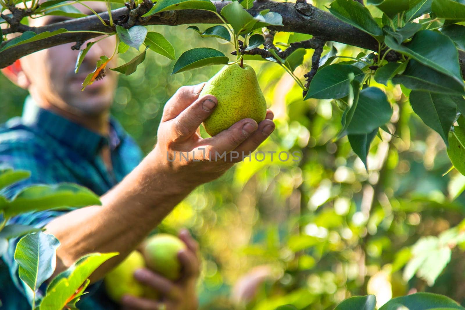 Pear harvest in the garden. Selective focus. by yanadjana