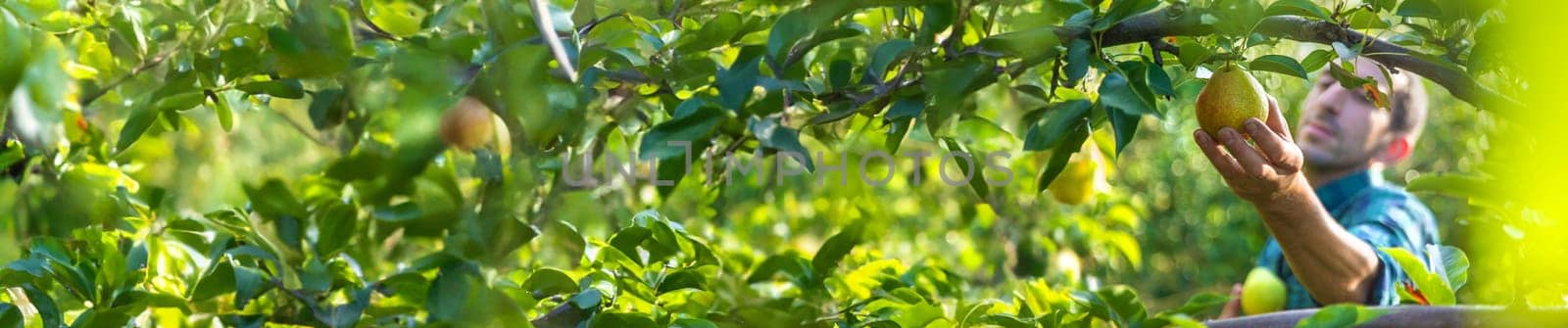 Pear harvest in the garden. Selective focus. by yanadjana