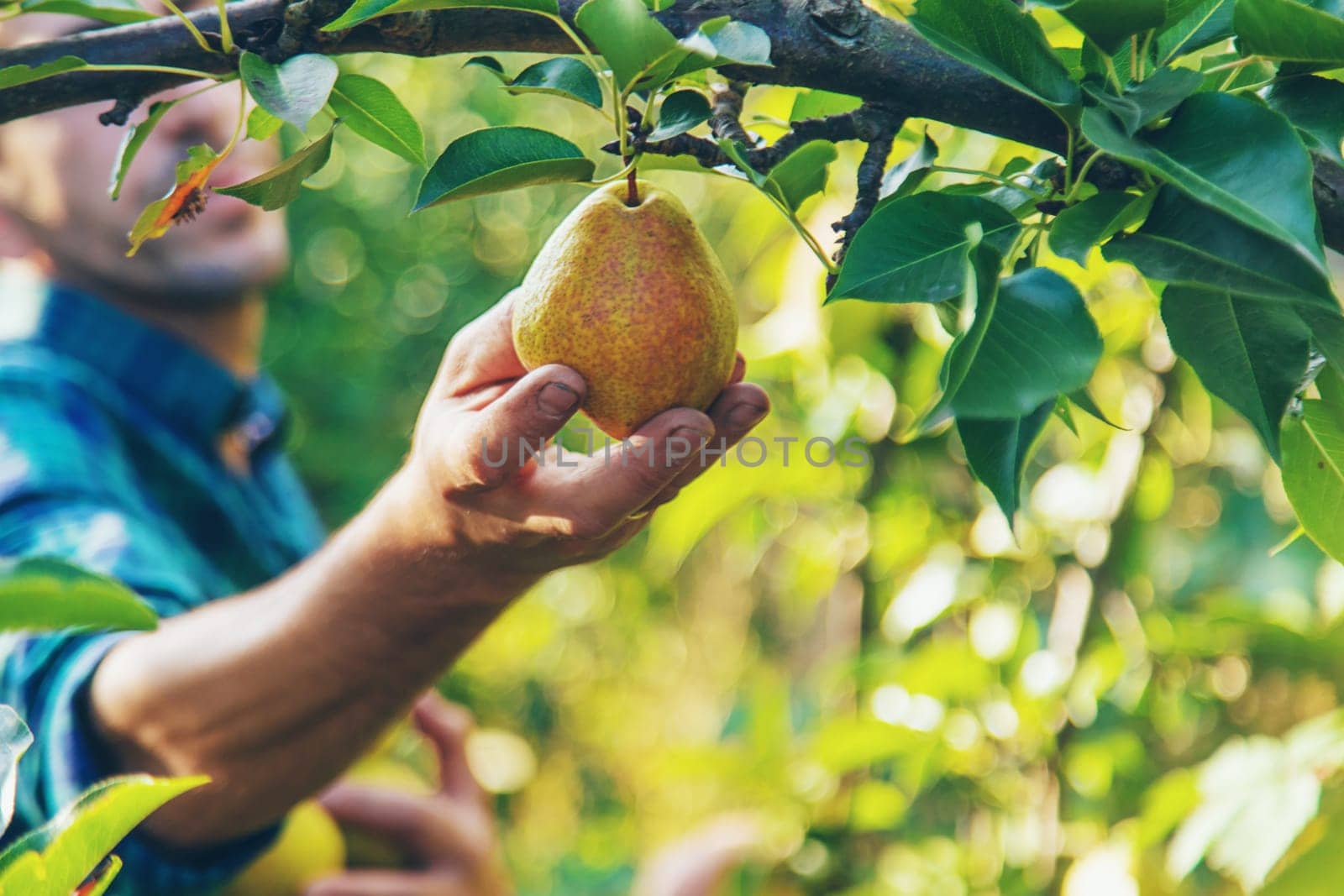 Pear harvest in the garden. Selective focus. Food.