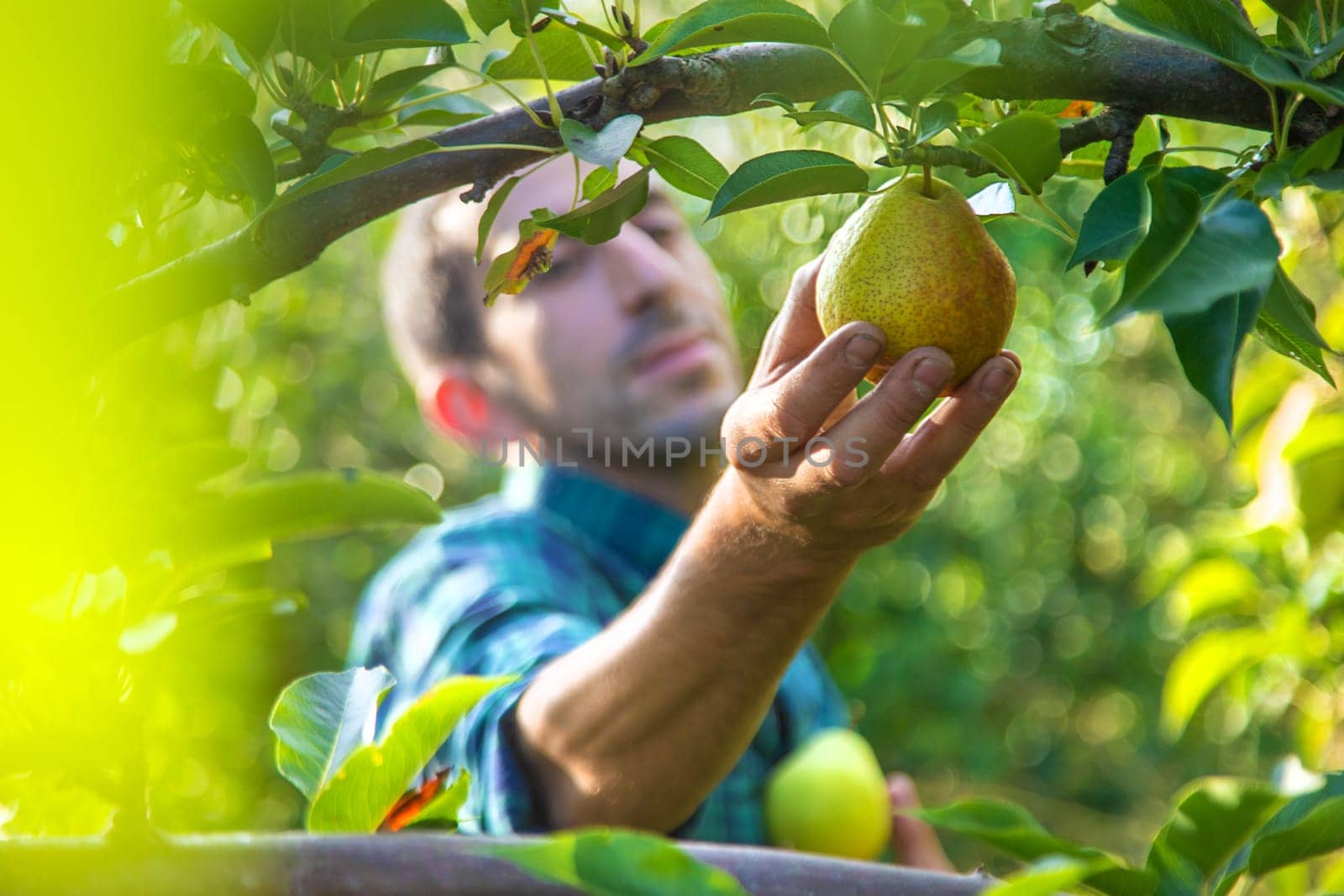 Pear harvest in the garden. Selective focus. by yanadjana