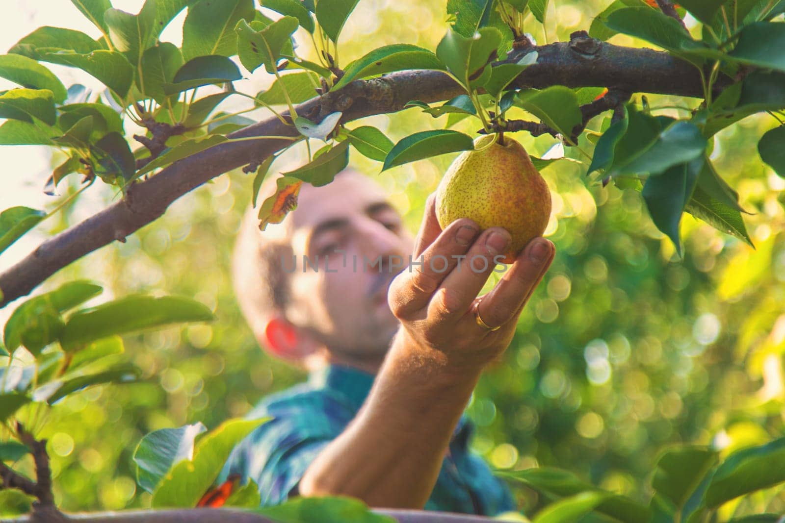Pear harvest in the garden. Selective focus. Food.