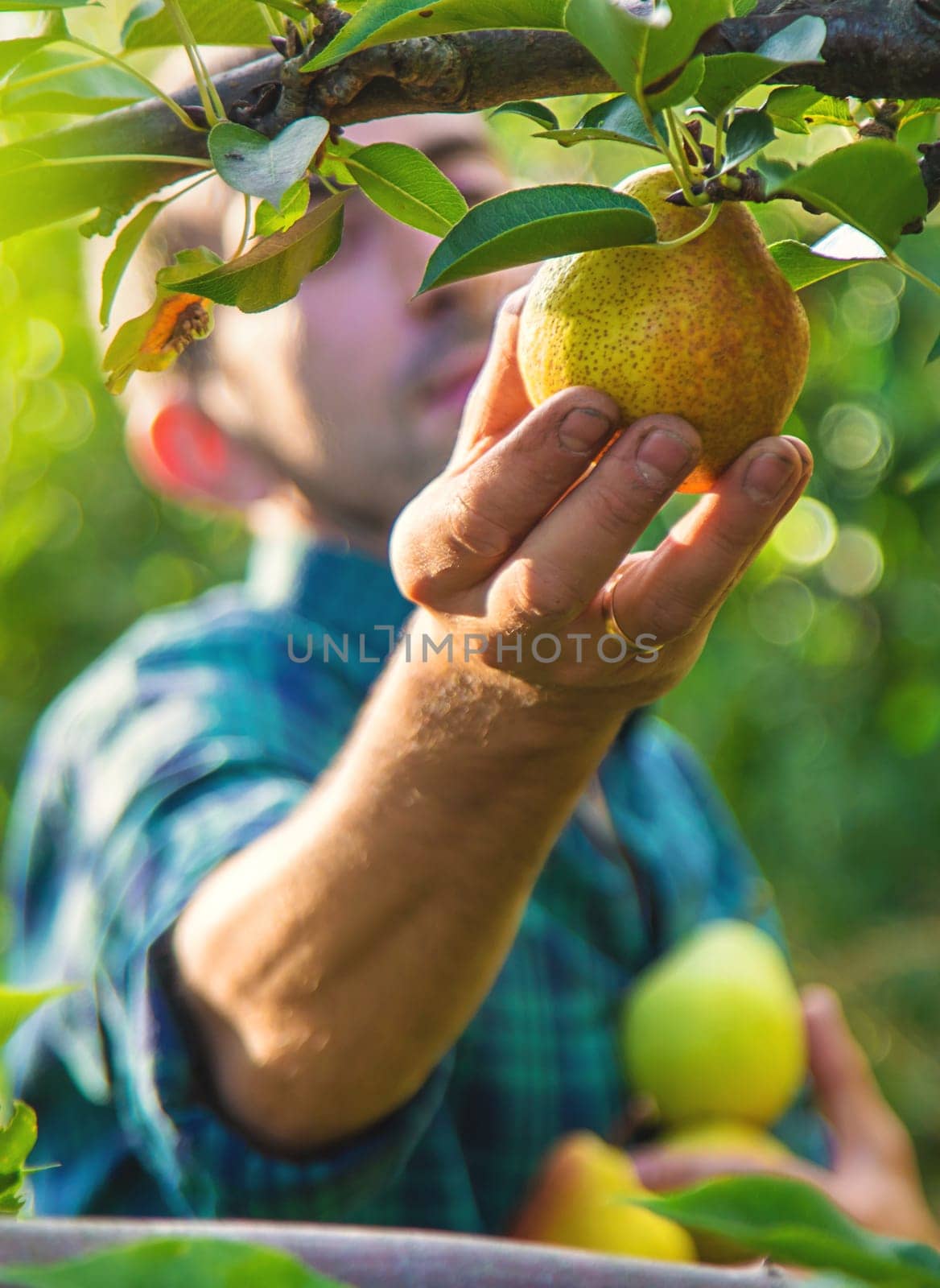 Pear harvest in the garden. Selective focus. Food.