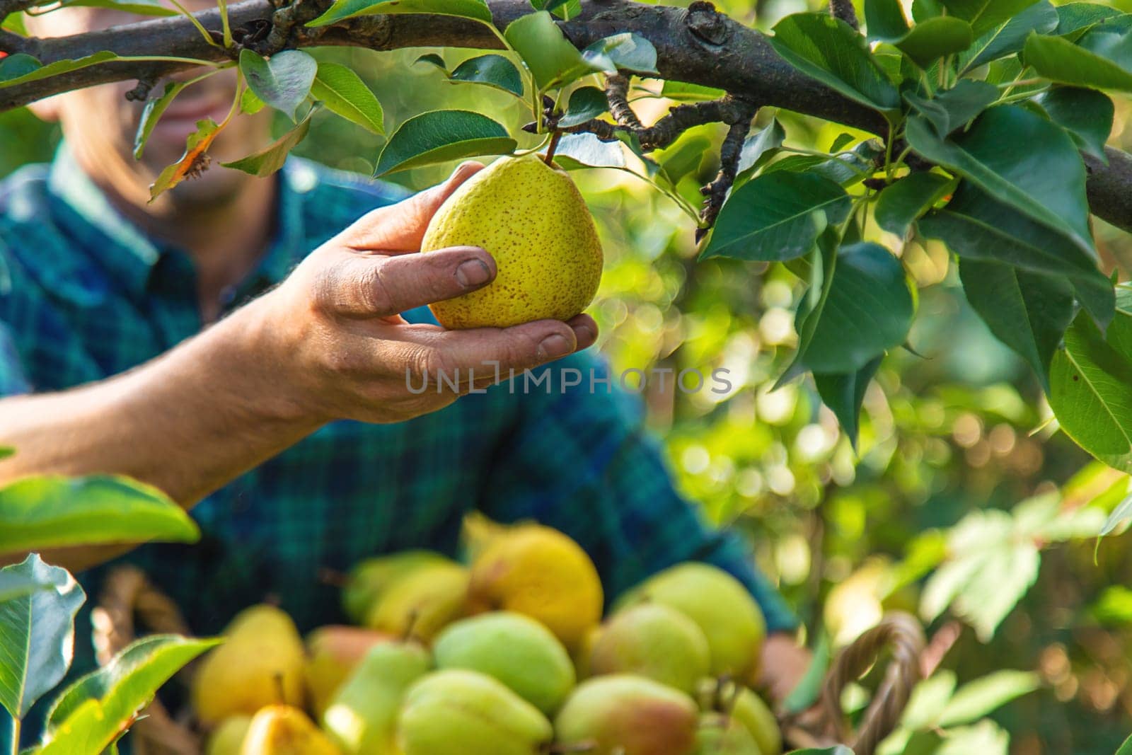 Pear harvest in the garden. Selective focus. by yanadjana