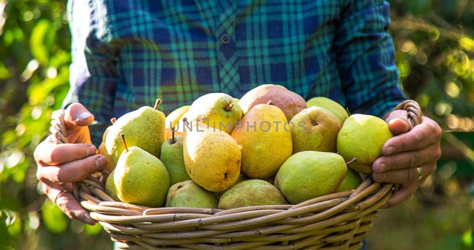 Pear harvest in the garden. Selective focus. by yanadjana