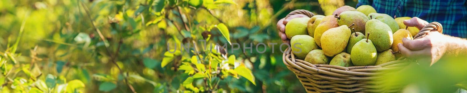 Pear harvest in the garden. Selective focus. by yanadjana