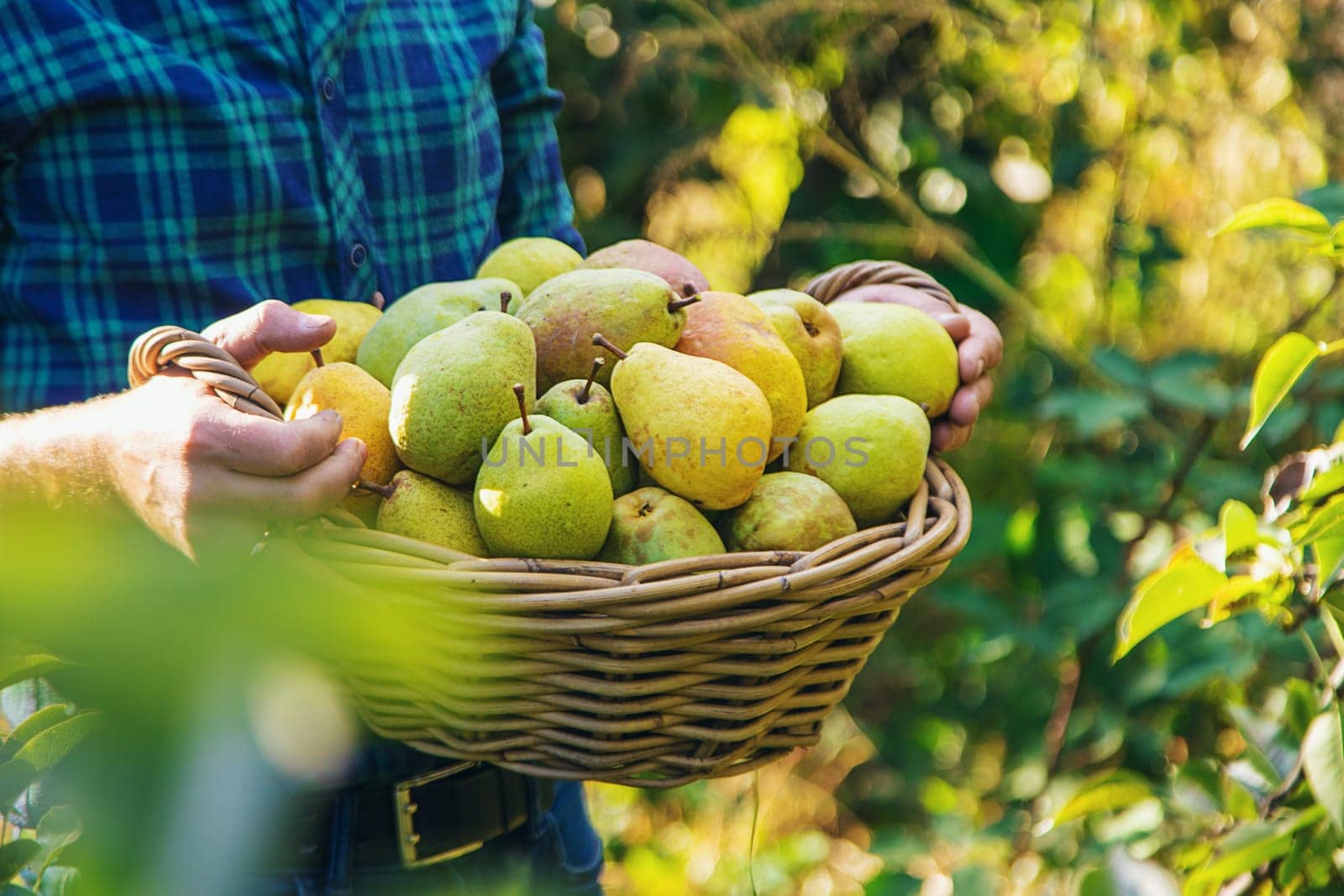 Pear harvest in the garden. Selective focus. by yanadjana