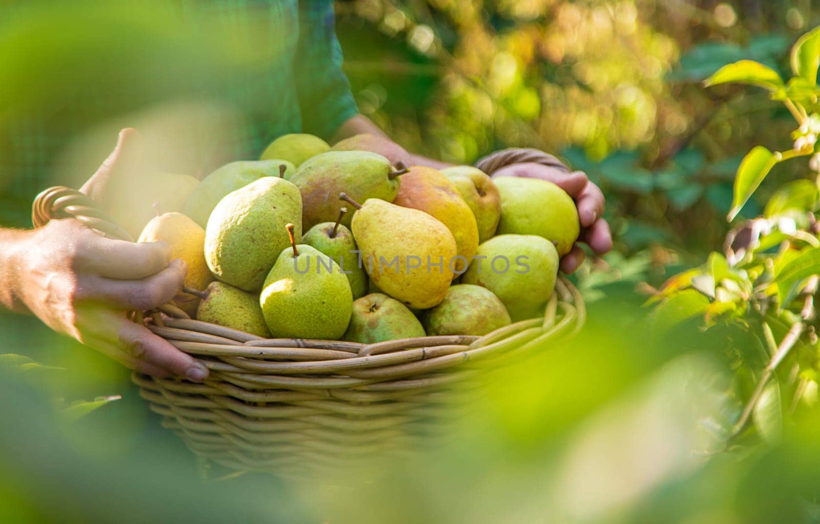 Pear harvest in the garden. Selective focus. by yanadjana